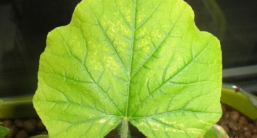 Co dělat, když mají okurky světlé listy, jak krmit